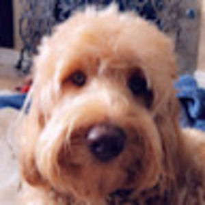 Meet your Posher, Teagan